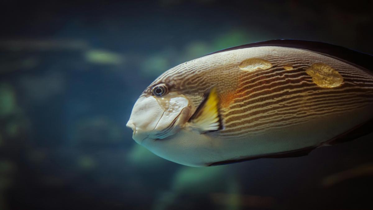 Olhos, Barbatanas e Outras Partes do Peixe