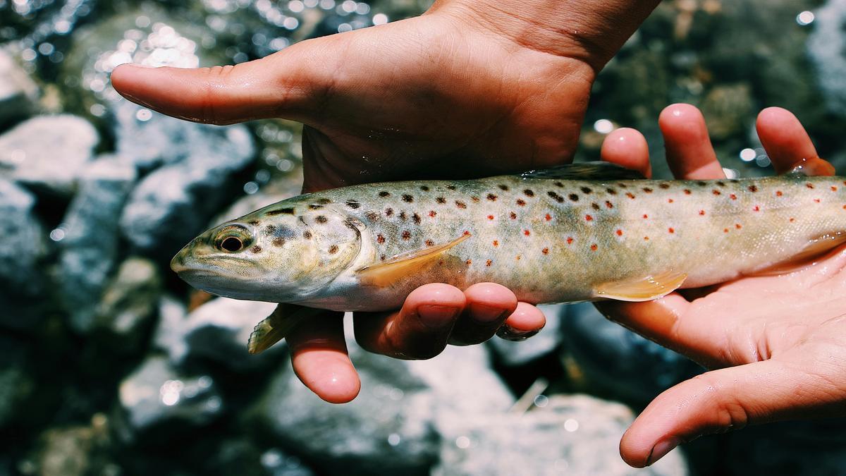 Técnicas de Pesca que Funcionam no Escuro